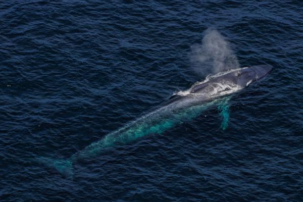 vista aérea de una ballena azul en la superficie del mar