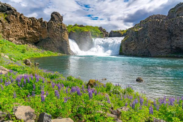 A powerful waterfall cascades into a turquoise river, flanked by rocky cliffs with lush green foliage and purple lupines in the foreground.