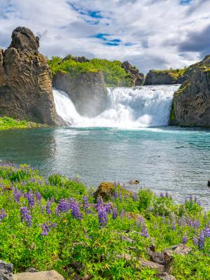 A powerful waterfall cascades into a turquoise river, flanked by rocky cliffs with lush green foliage and purple lupines in the foreground.