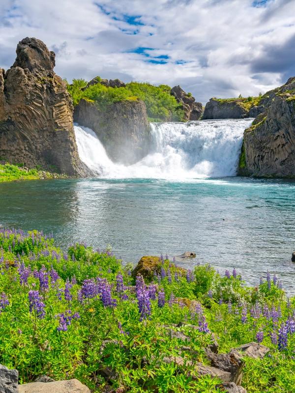 A powerful waterfall cascades into a turquoise river, flanked by rocky cliffs with lush green foliage and purple lupines in the foreground.