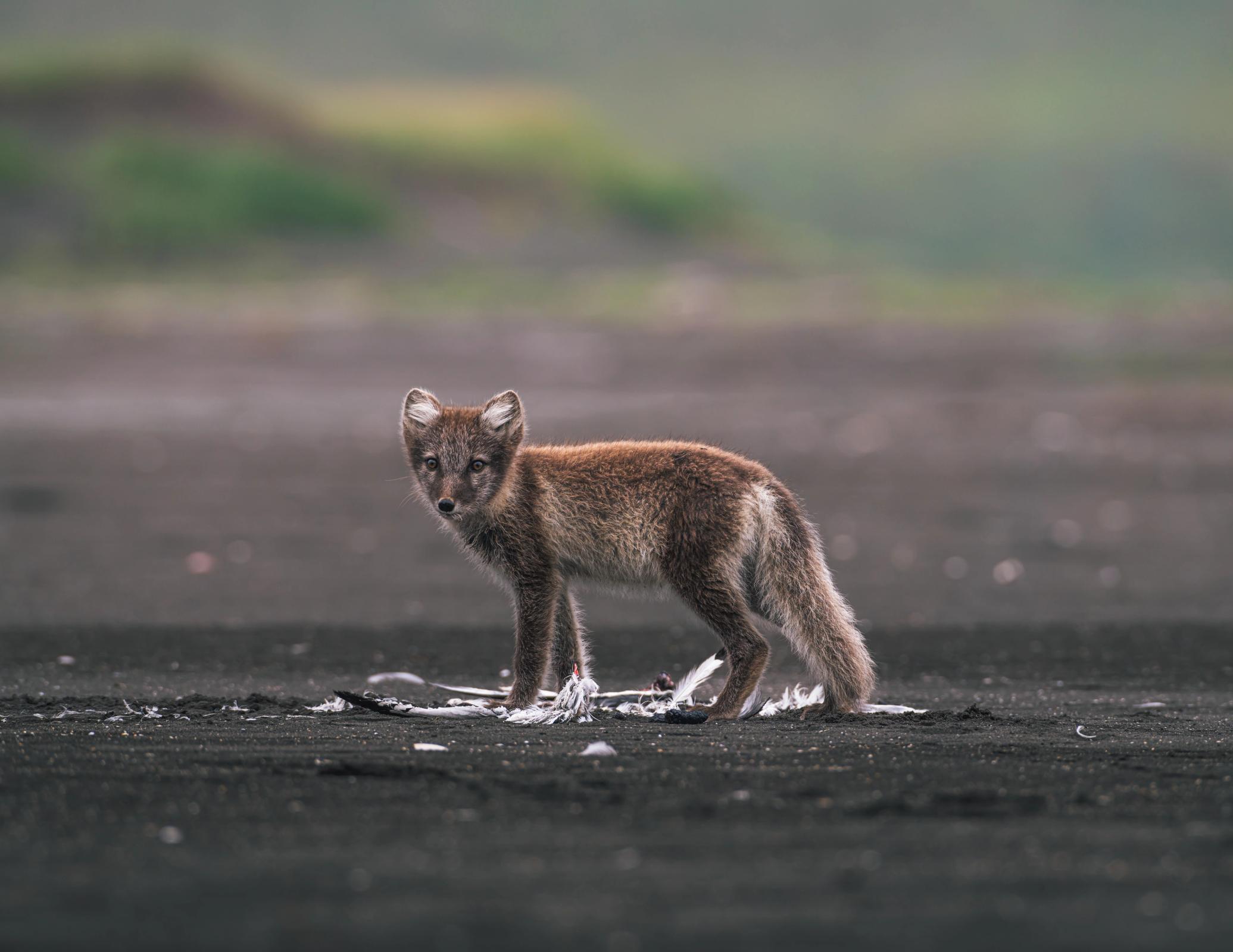 a small Arctic fox is standing on a beach looking at the camera .
