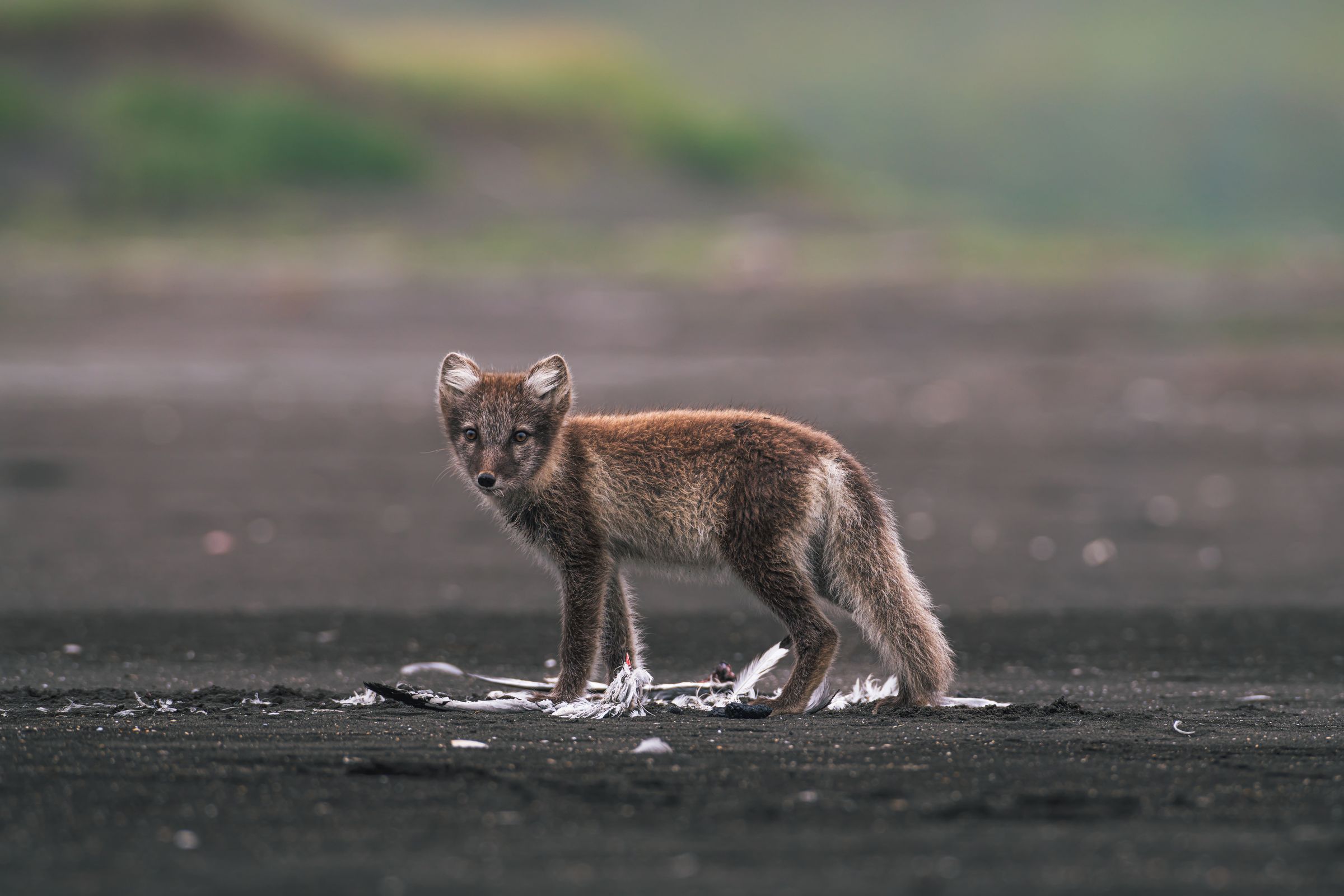 a small Arctic fox is standing on a beach looking at the camera .