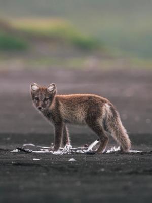 A brown fox stands on dark ground with white feathers, looking forward.
