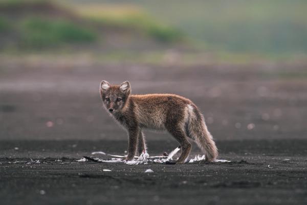 a small Arctic fox is standing on a beach looking at the camera .