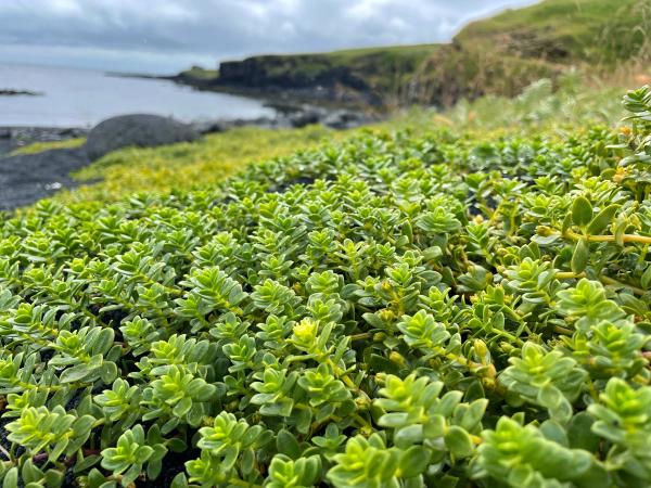 Un grupo de plantas crece en la ladera de una colina cerca del mar.