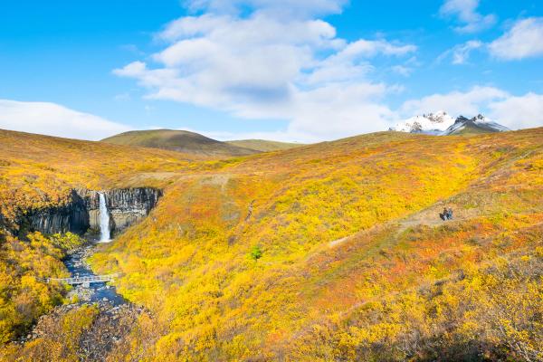 Svartifoss waterfall cascades amidst hills of brilliant yellow and orange autumn foliage, with a distant snow-capped mountain under a blue sky.