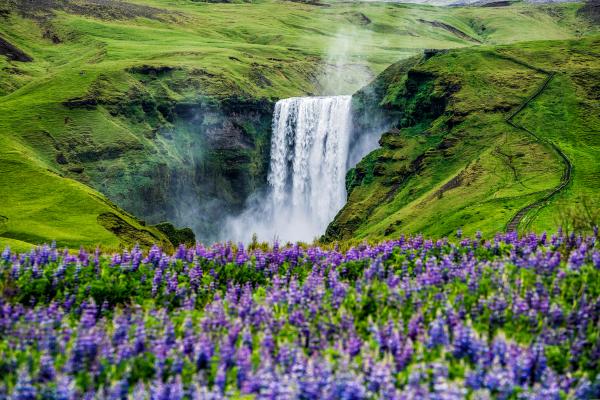 Huge waterfall surrounded by green with a lupine field in the foreground