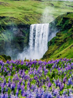 a waterfall in the middle of a field of purple flowers .