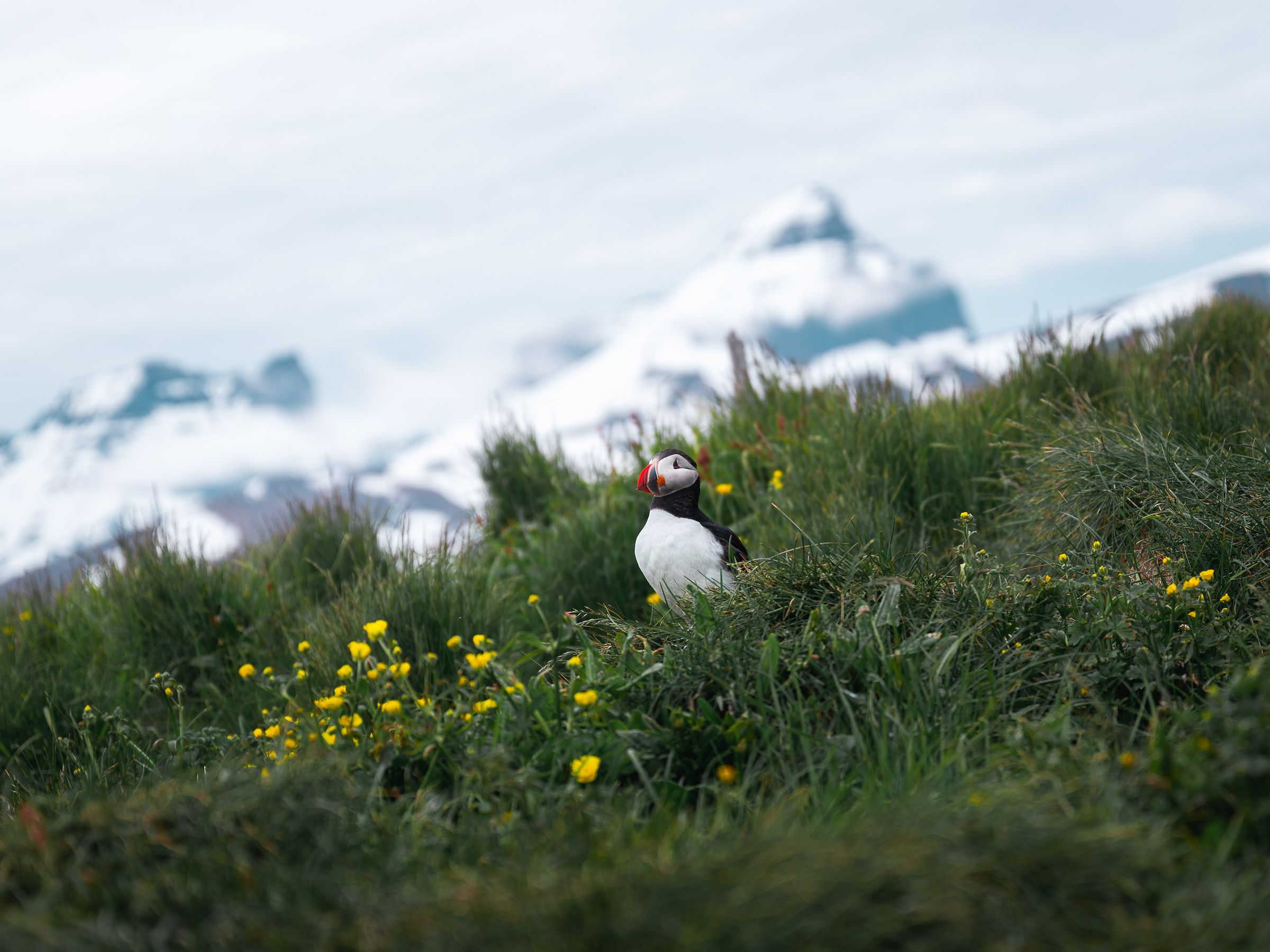 a puffing in a grass field with mountain peaks covered by snow in the background
