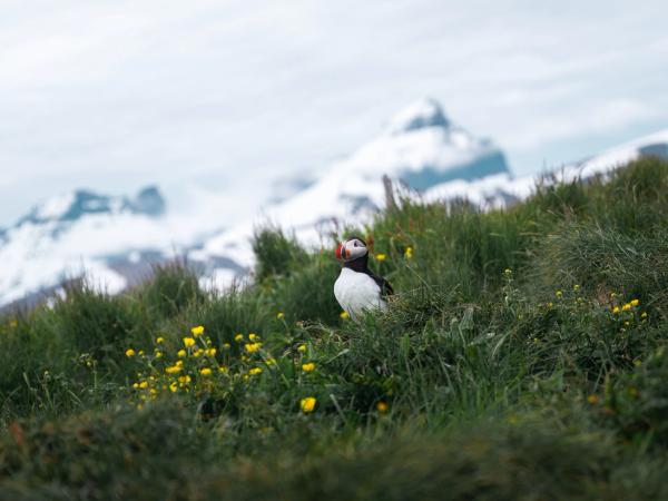 a puffin is sitting in the grass with mountains in the background .