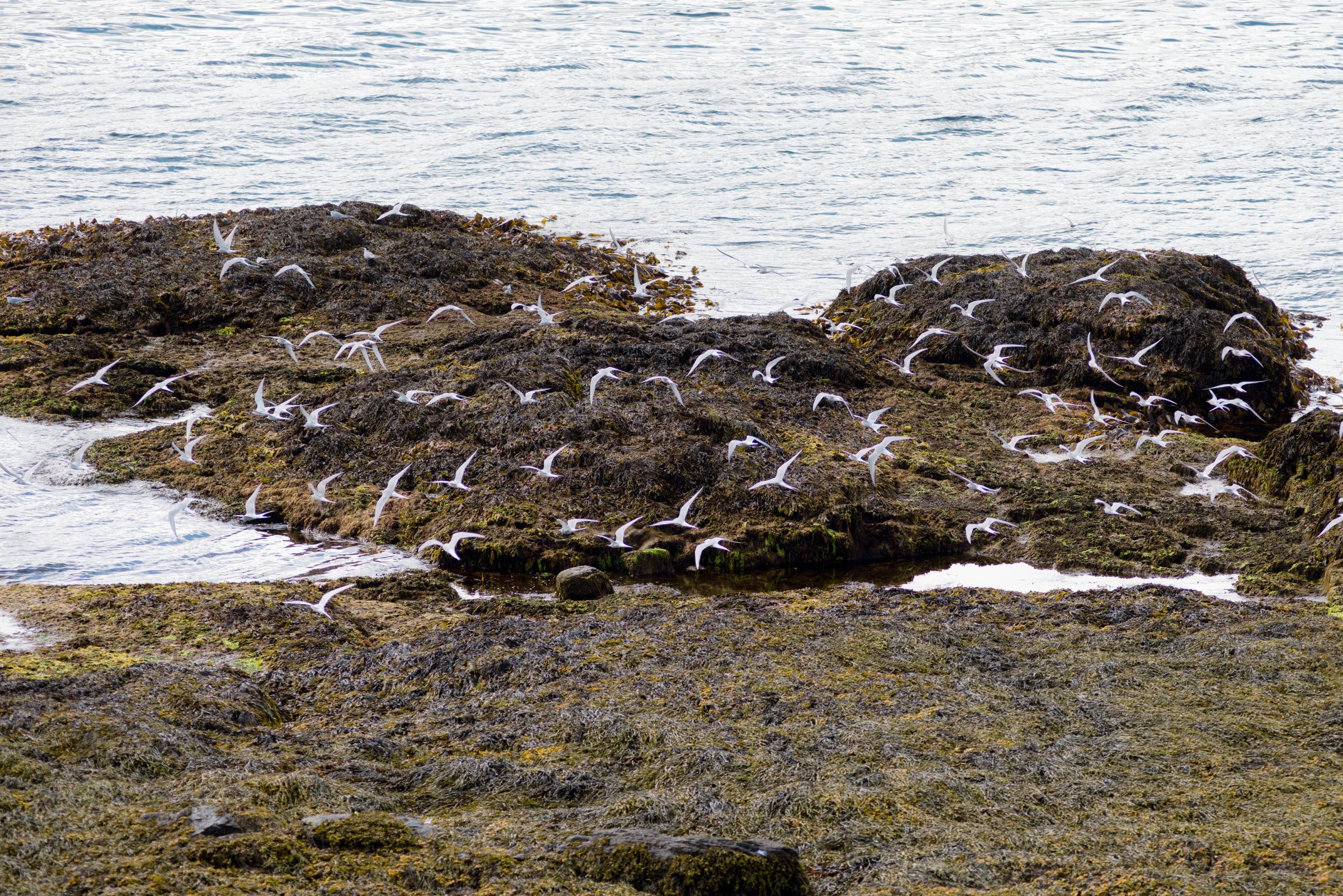 una bandada de charranes vuela sobre una costa rocosa cerca del océano.