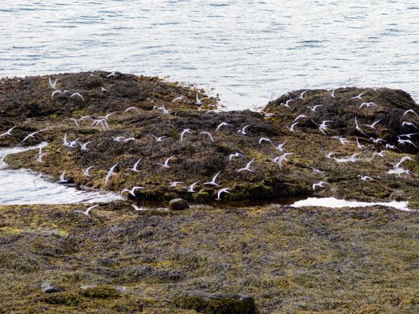 una bandada de charranes vuela sobre una costa rocosa cerca del océano.