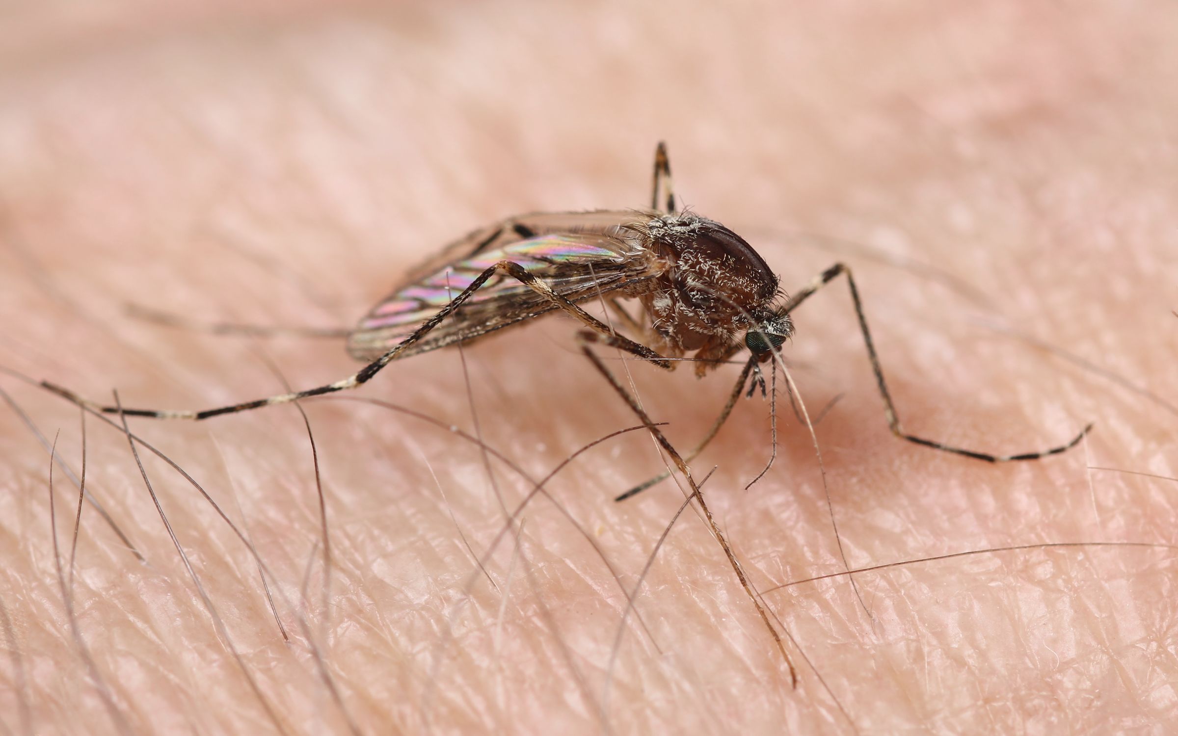 A mosquito on human skin.