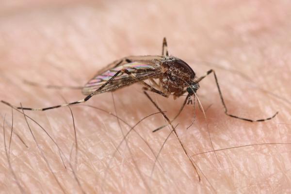 A mosquito on human skin.