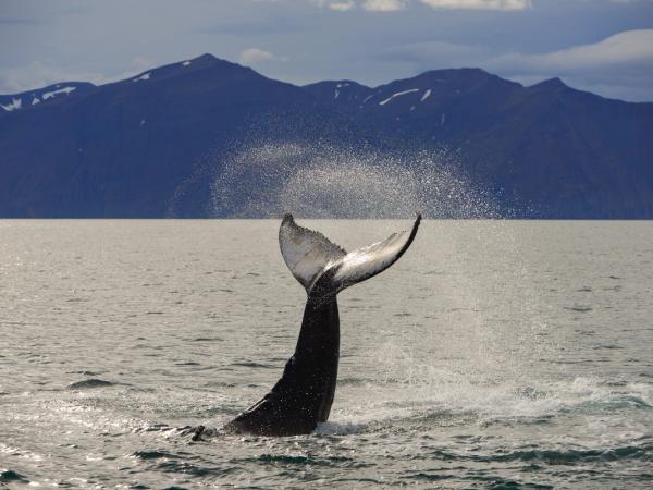 a humpback whale is swimming in the ocean with mountains in the background near Húsavík in iceland.