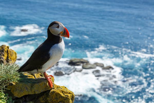 a puffin is perched on a rock overlooking the ocean .