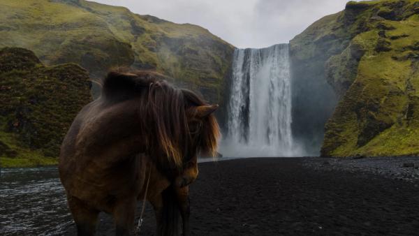 a horse is standing in front of a waterfall at Skógafoss in iceland.
