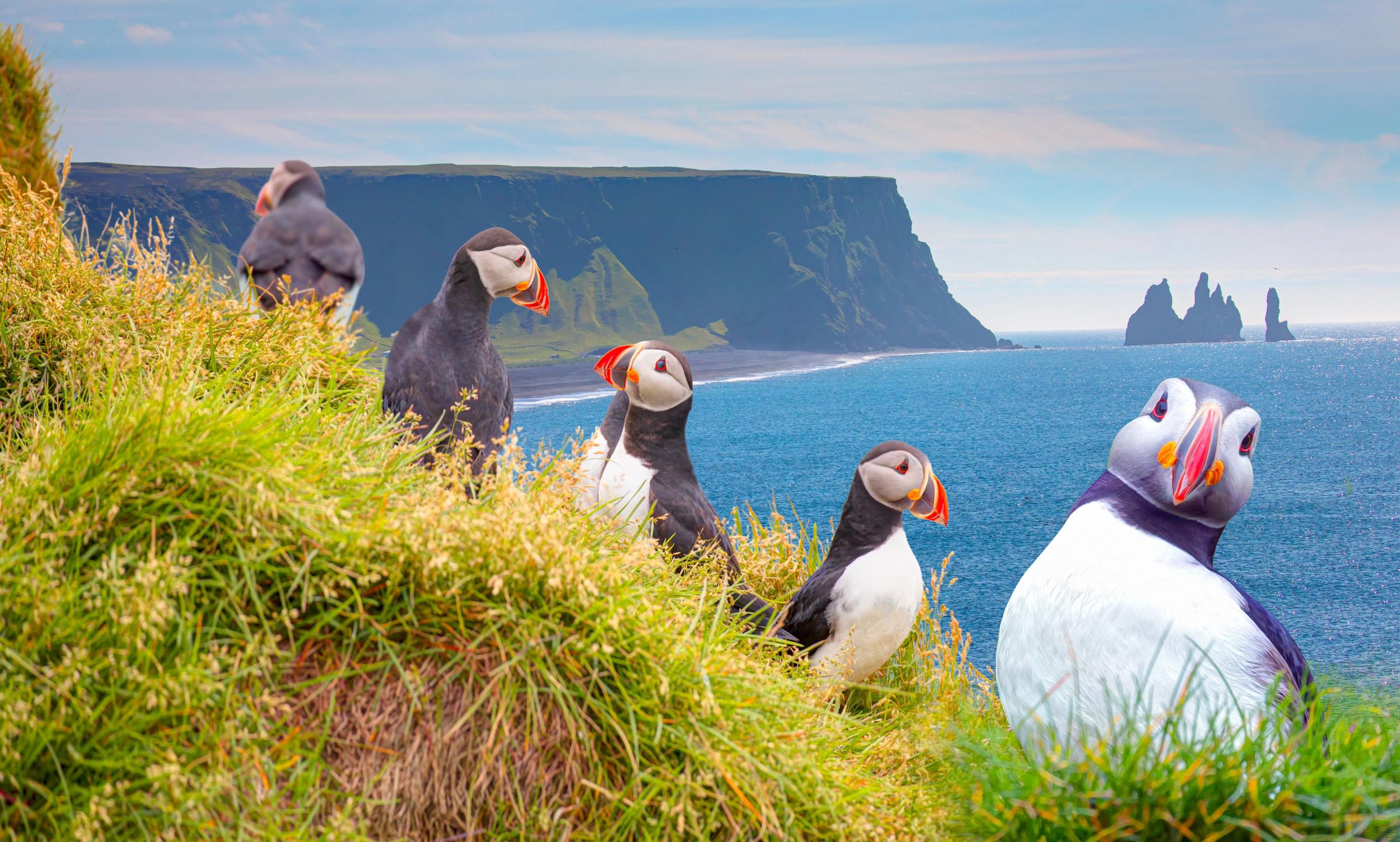 puffins at a cliff with a beach on the background