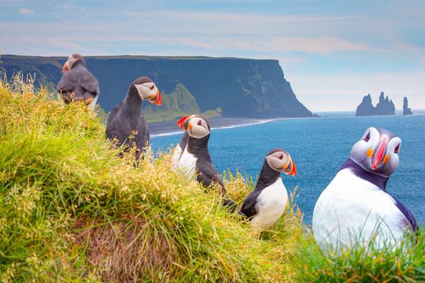 Puffins at Reynisfjara Beach