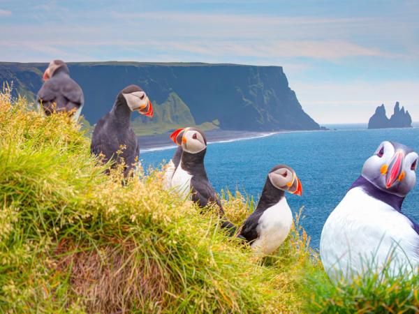 puffins at a cliff with a beach on the background