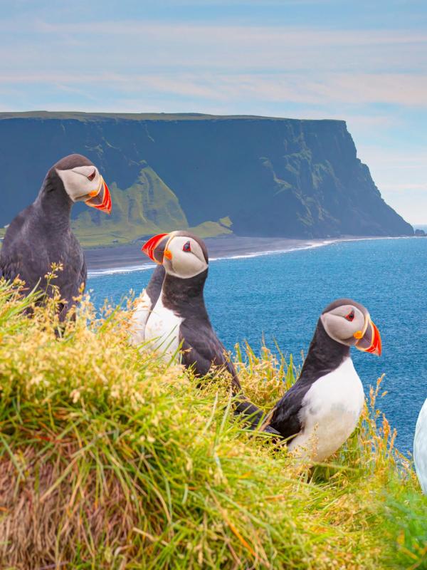 Five puffins on a grassy cliff overlooking the ocean and distant sea stacks.
