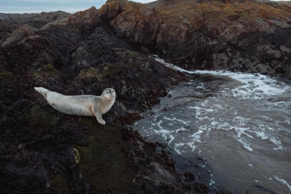 Foca en las rocas, este de Islandia