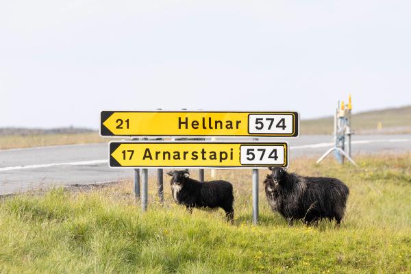 Dos ovejas negras y lanudas en un campo verde junto a señales de tráfico amarillas que indican hacia Hellnar y Arnarstapi.