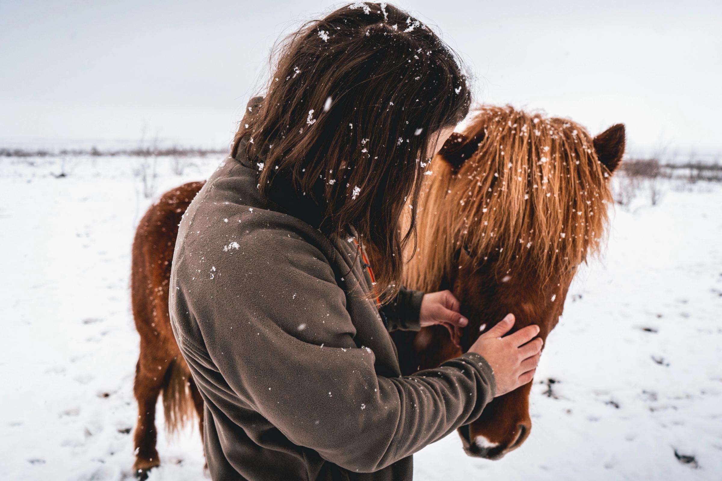 Horse iceland iceland weather winter conditions during january horseback riding