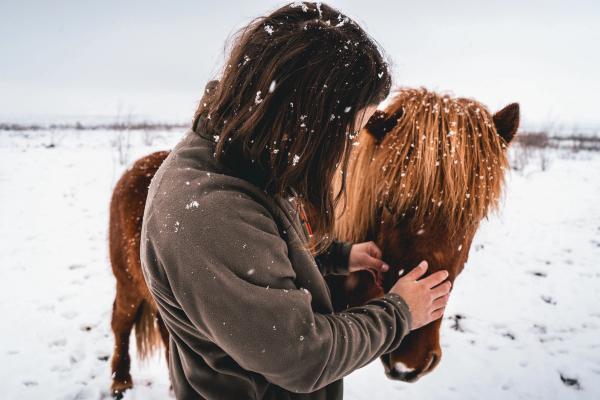 Horse iceland iceland weather winter conditions during january horseback riding