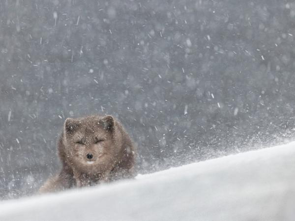 Closeup of an arctic fox in Iceland