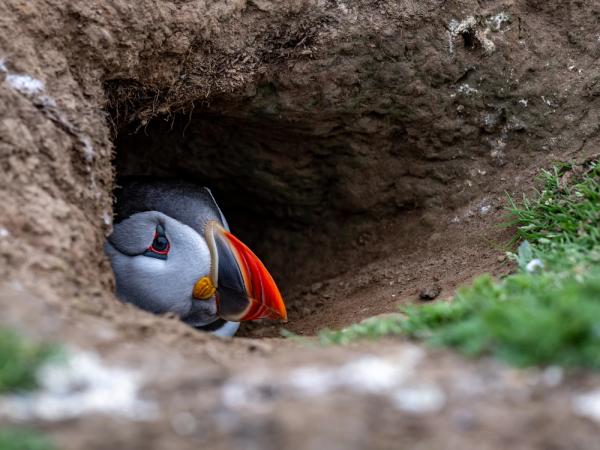 a puffin inside a hole, which is it nest