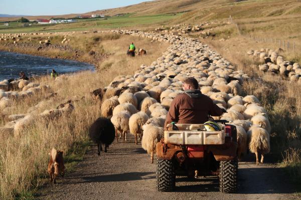 Sheep on the road in Iceland