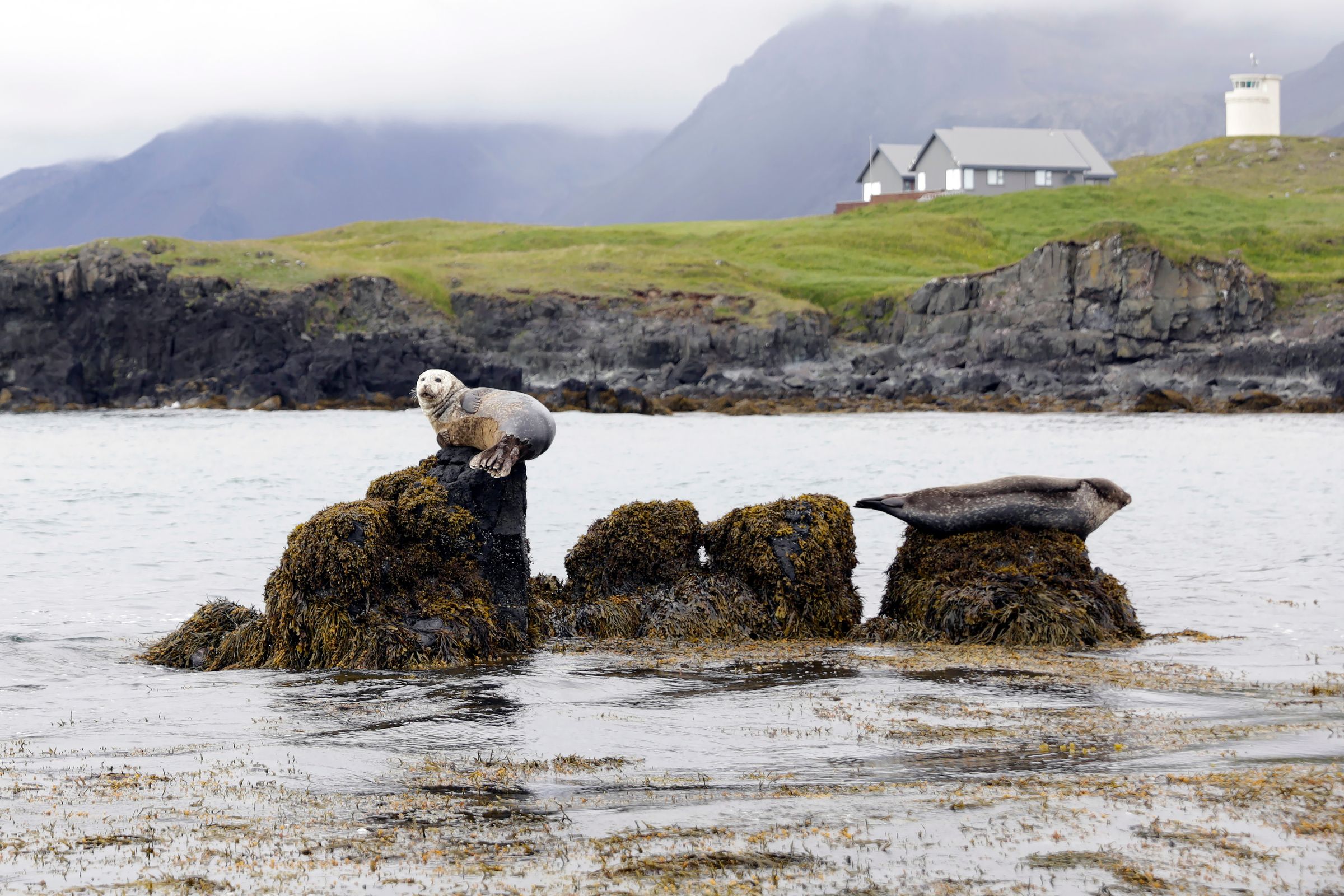 focas tumbadas encima de rocas en el mar con acantilados al fondo