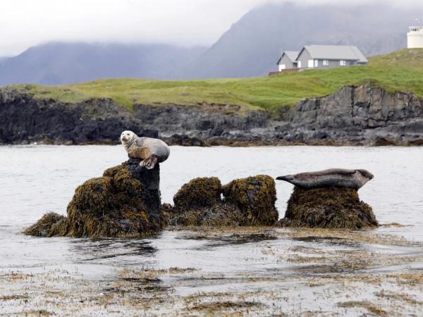 focas tumbadas encima de rocas en el mar con acantilados al fondo