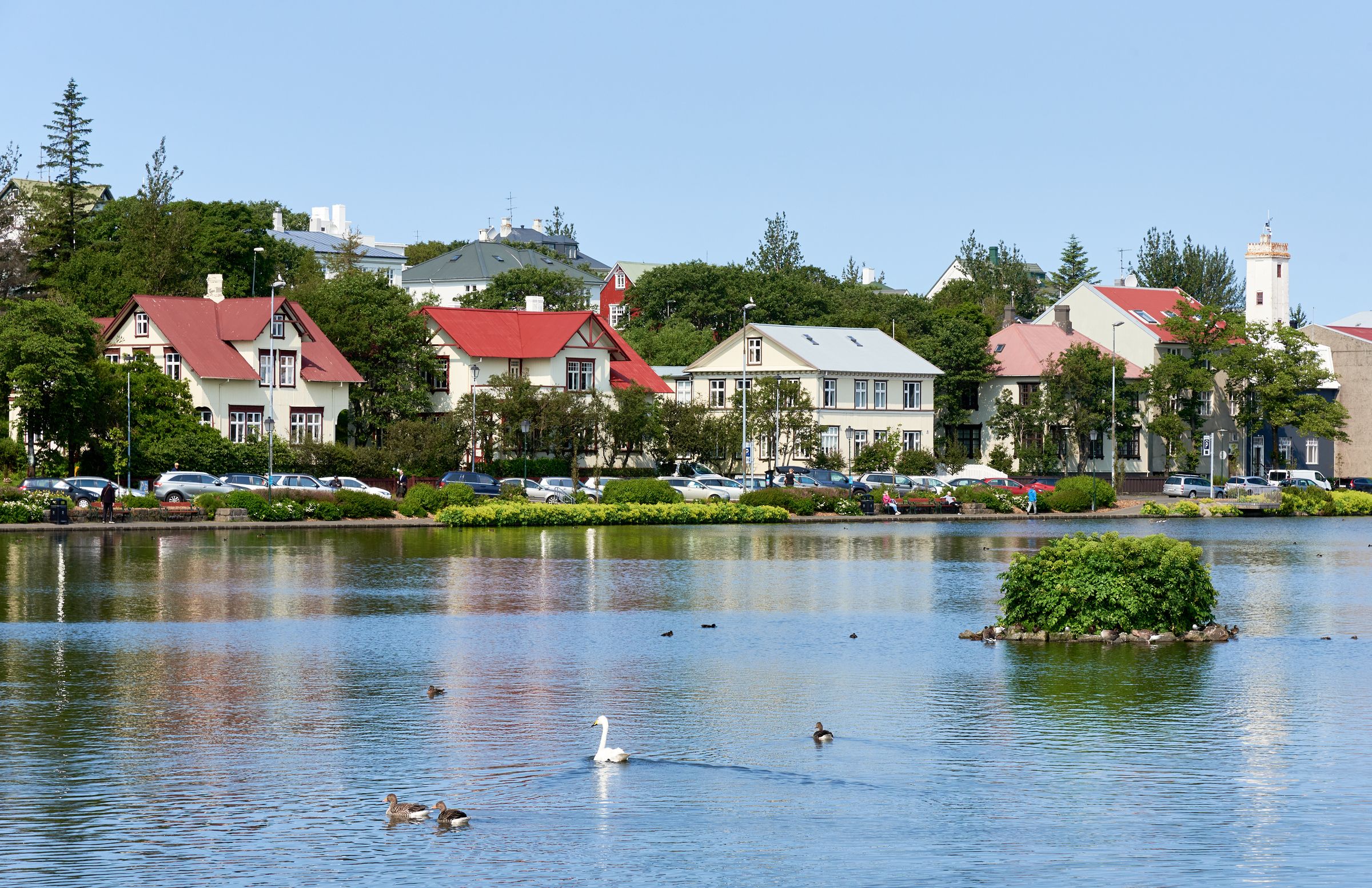 a swan is swimming in a lake with ducks and houses in the background .