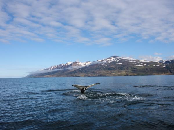 a humpback whale is swimming in the ocean with mountains in the background .