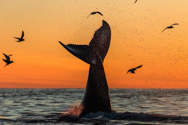 cola de una ballena saliendo del agua al atardecer
