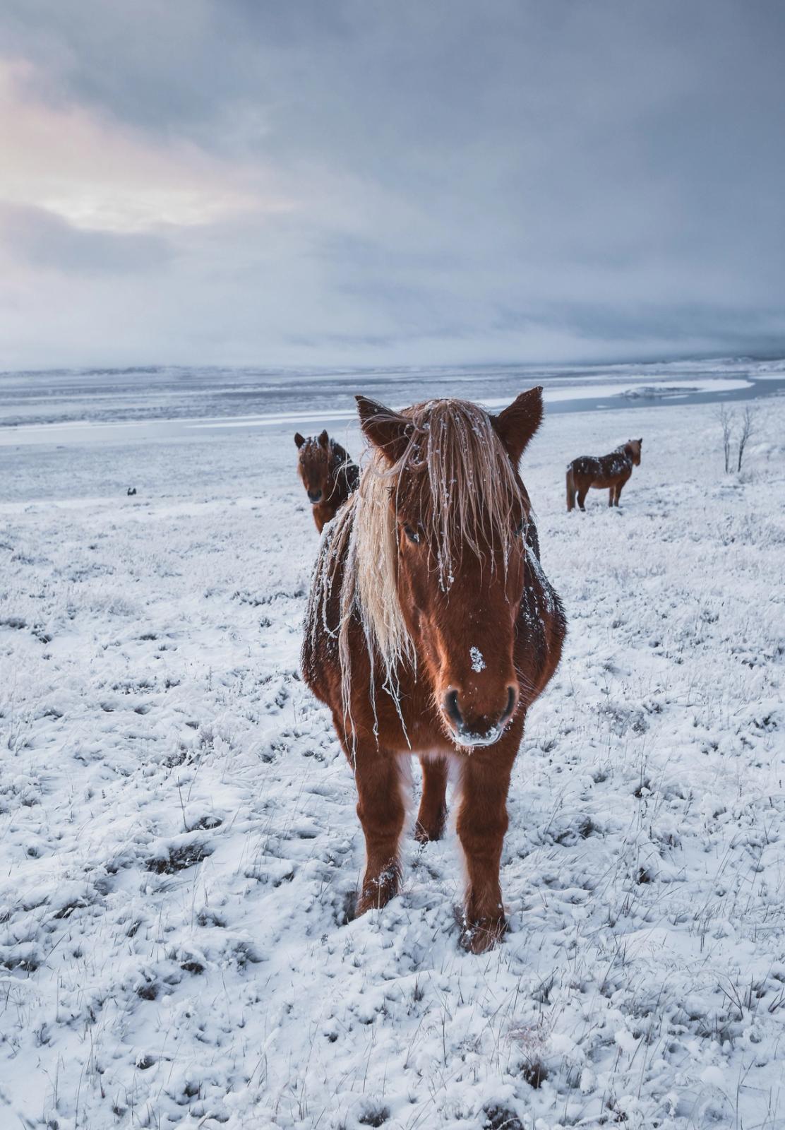 Icelandic horses covered in snow