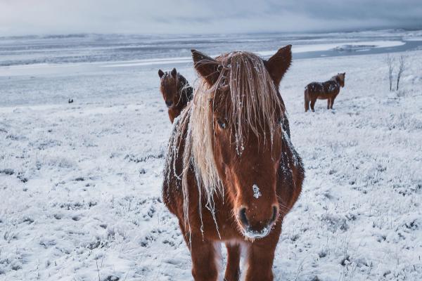 Icelandic horses covered in snow