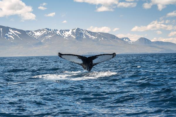 a humpback whale is swimming in the ocean with mountains in the background . near húsavík in iceland.
