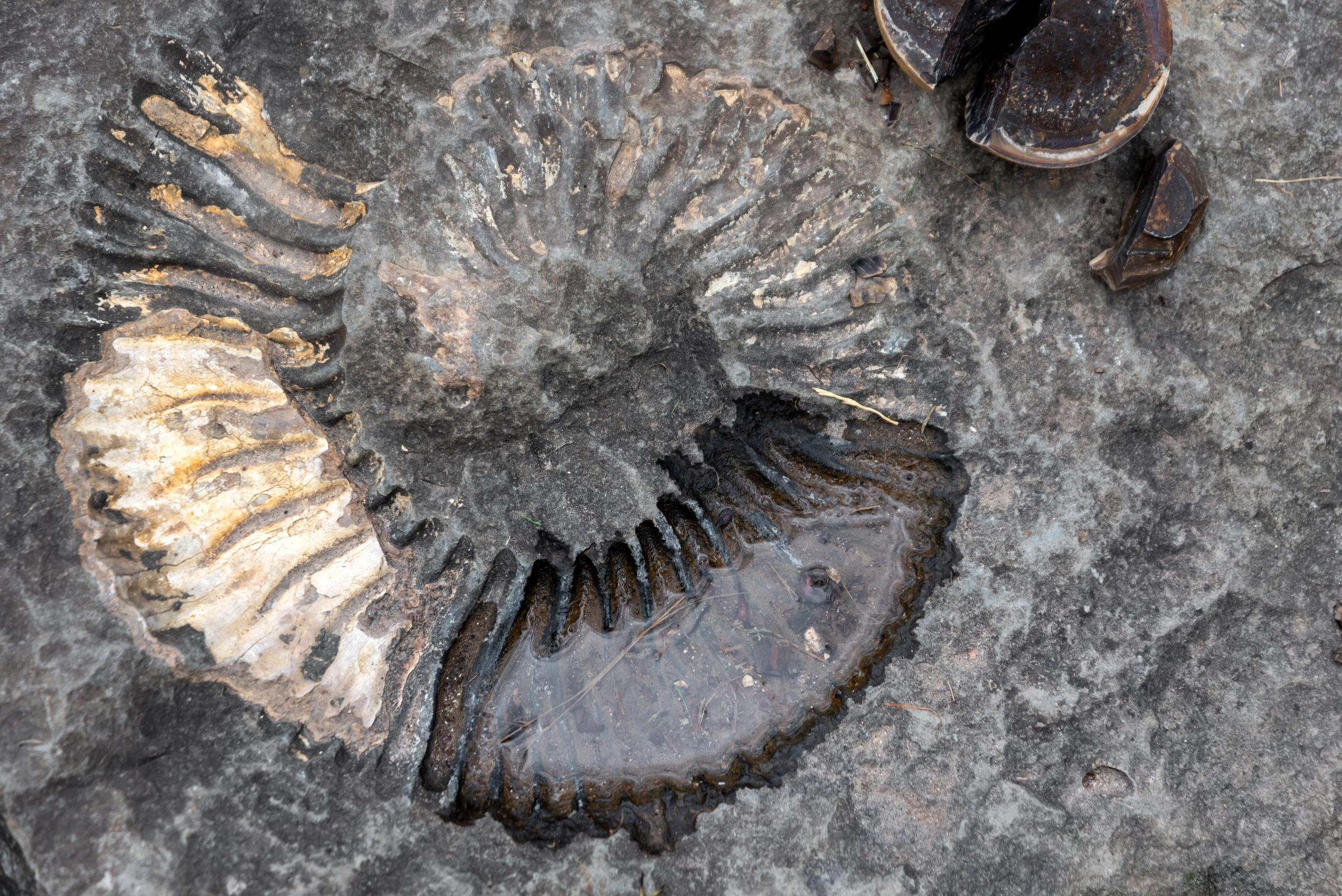 Ammonite fossil embedded in dark grey rock, with part of its ribbed spiral filled with water.