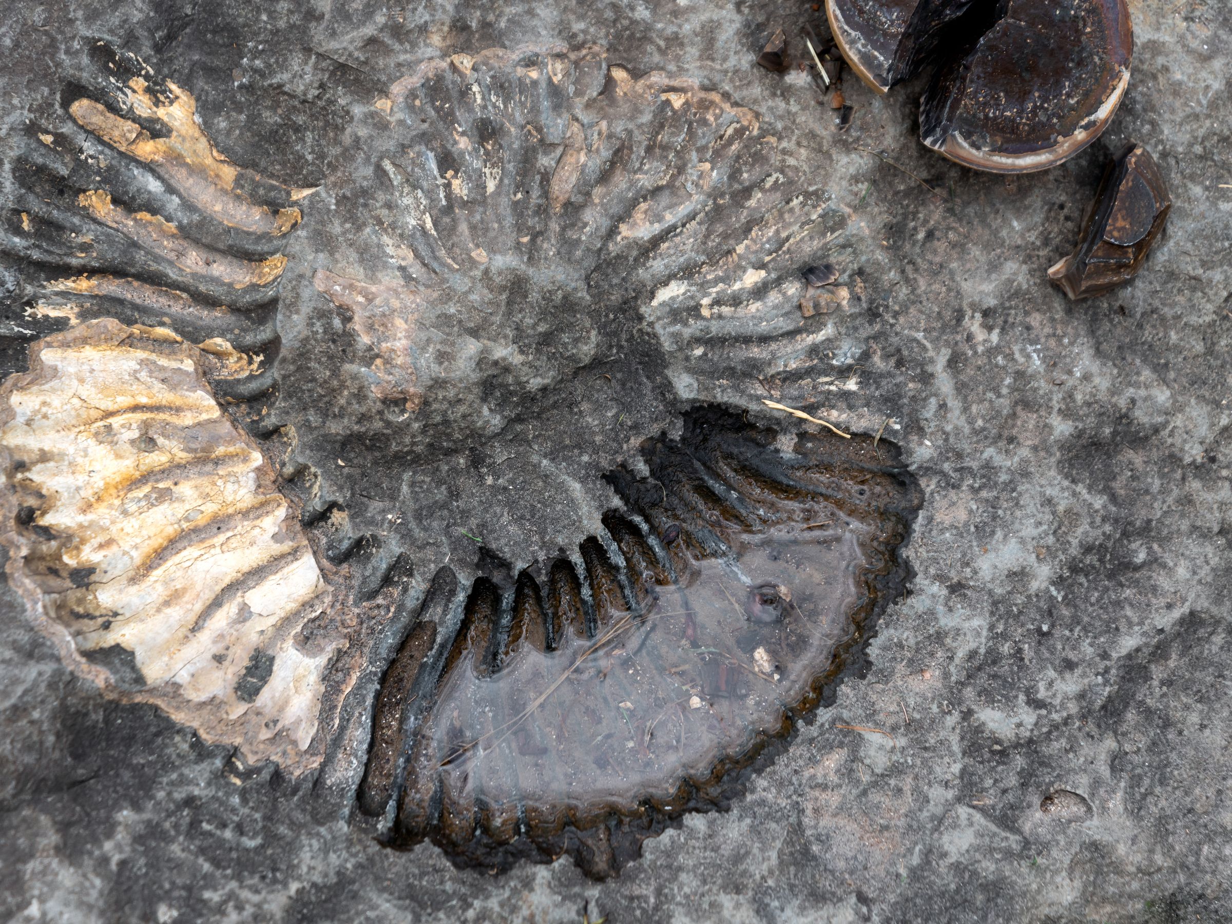 Ammonite fossil embedded in dark grey rock, with part of its ribbed spiral filled with water.