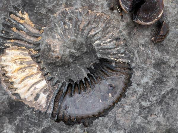 Fósil de ammonite incrustado en una roca gris oscura, con parte de su espiral acanalada llena de agua.