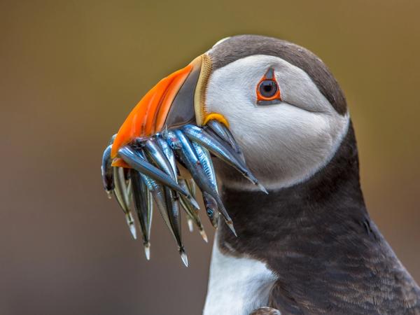 a puffing with many fishes in its beak