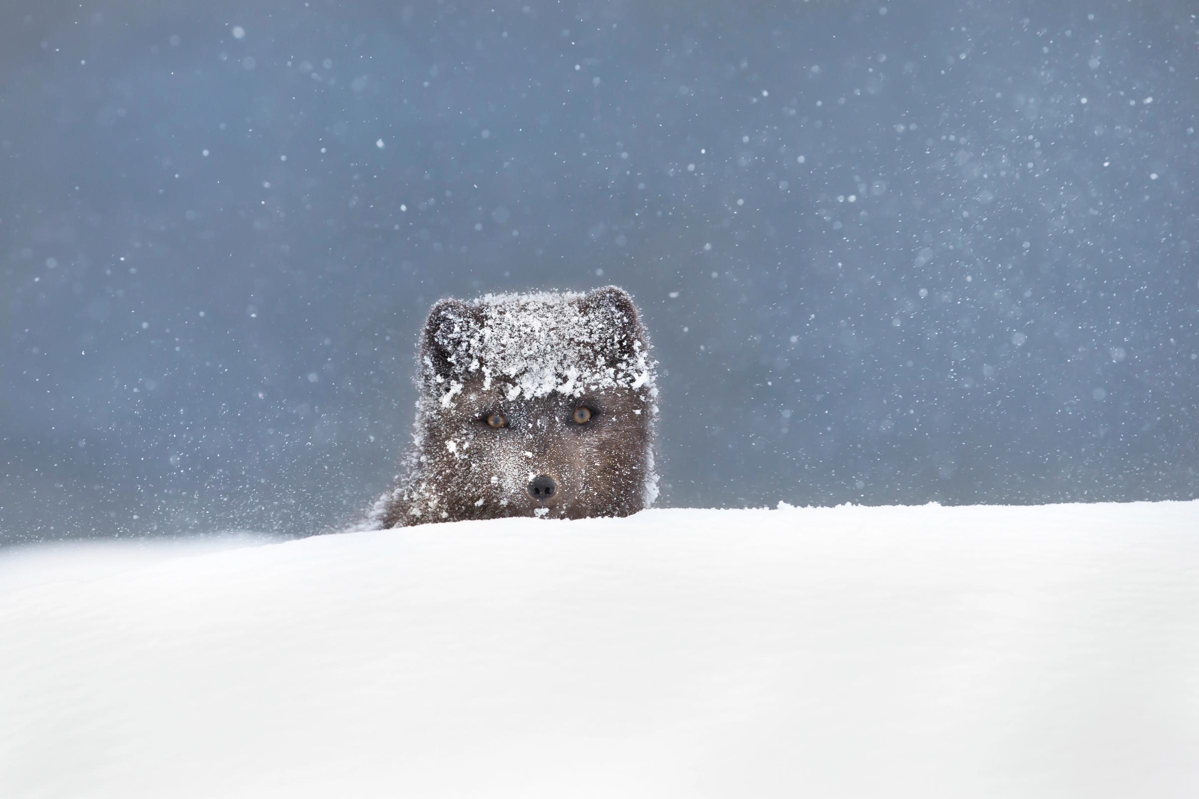 An arctic fox with dark fur and snow on its head peeks over a snowdrift as snow falls around it.