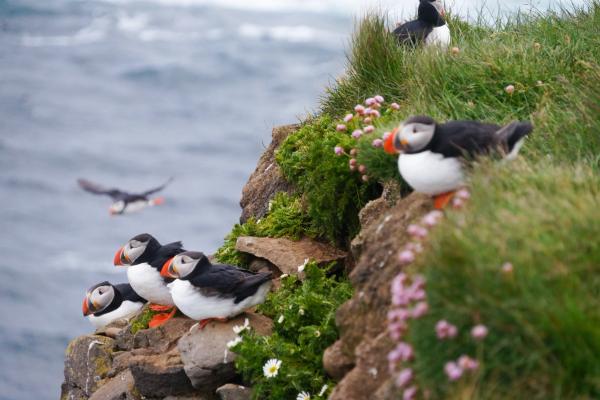 a group of puffins standing on top of a rocky cliff near the ocean at Látrarbjarg in west Iceland.