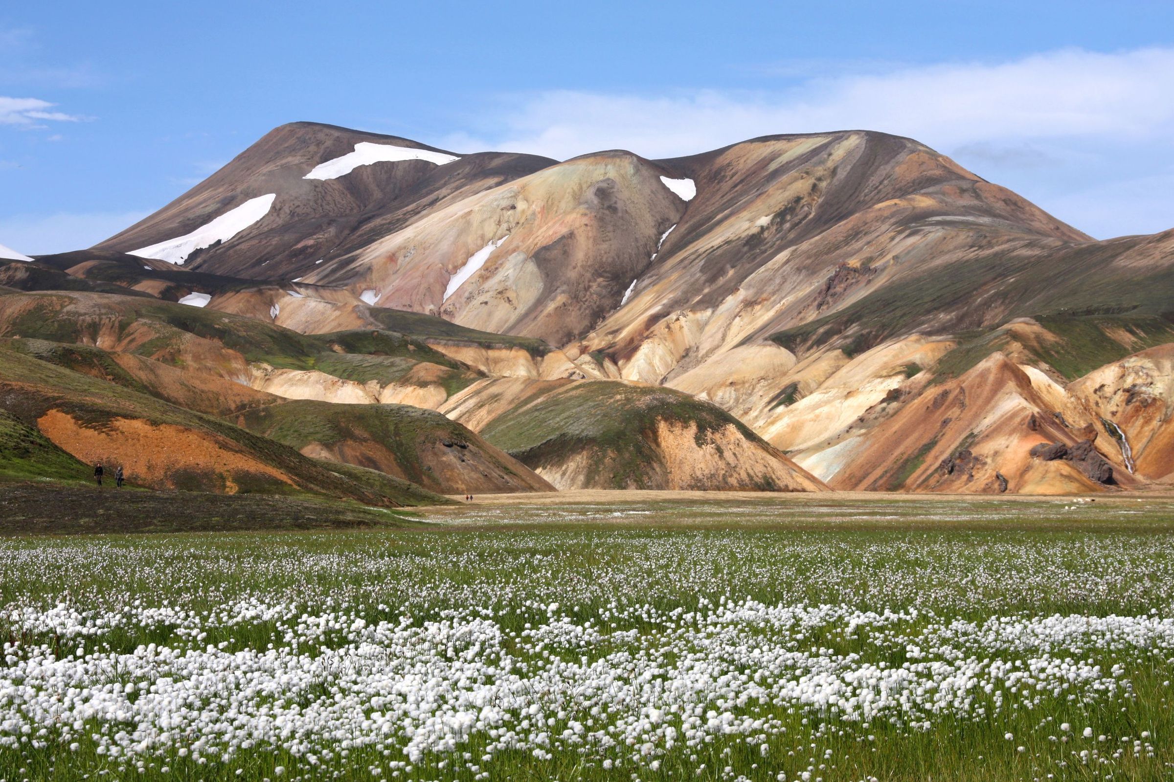 a field of white flowers with a mountain in the background .