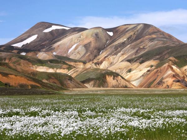 a field of white flowers with a mountain in the background .