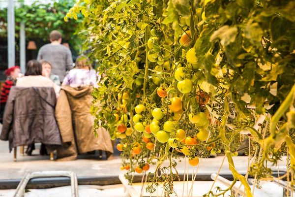 Fridheimar vegan Iceland