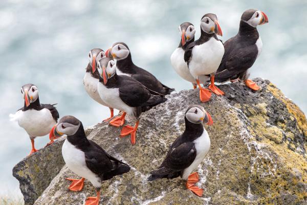 a group of puffins standing on top of a rock near the ocean .